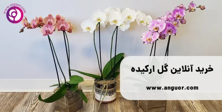 خرید گل ارکیده - خرید آنلاین گل ارکیده طبیعی