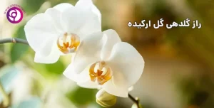 راز گلدهی ارکیده