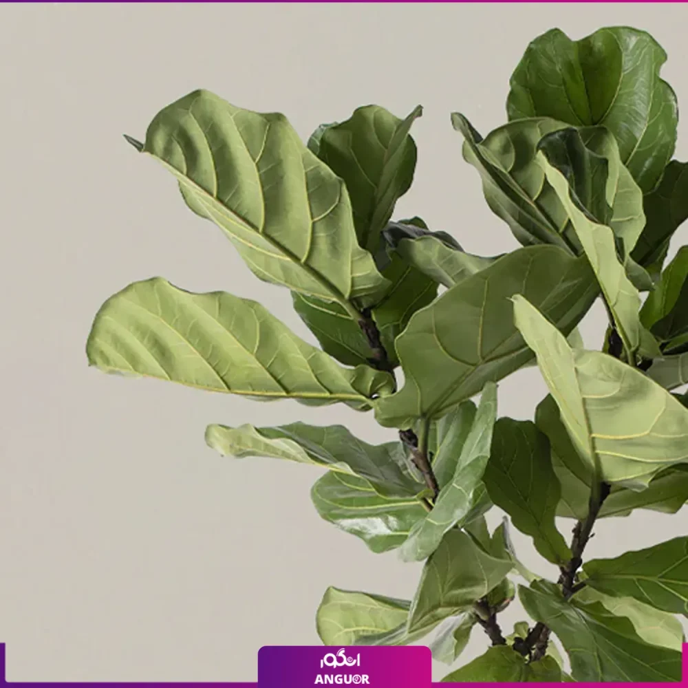 فیکوس لیراتا - Image 2