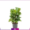 فیکوس لیراتا - لیراتا به همراه گلدان - فیکوس لیراتای کوچک - خرید آنلاین گل