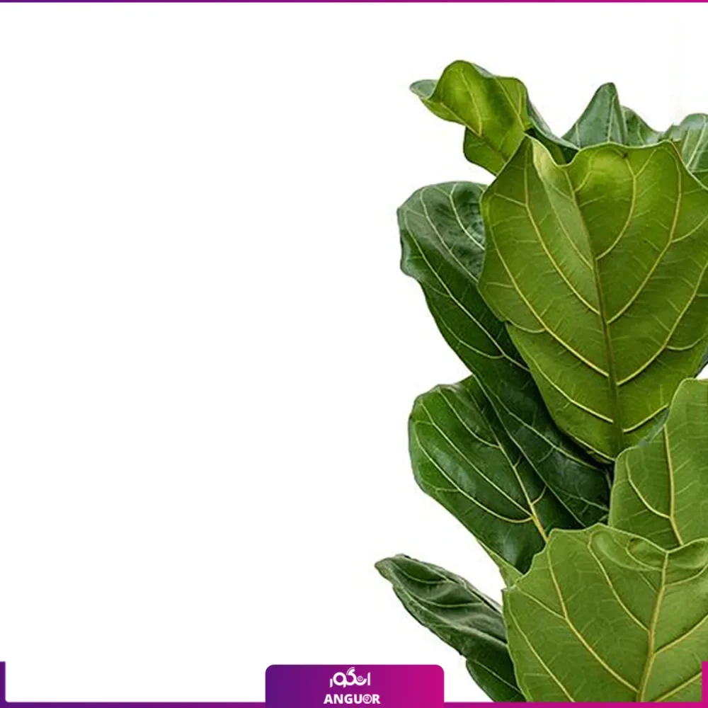 فیکوس لیراتا با گلدان پلاستیکی - Image 2