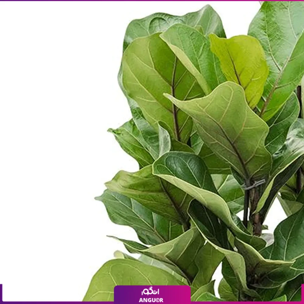 گلدان پلاستیکی به همراه فیکوس لیراتا - Image 2