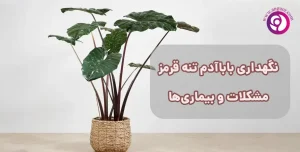نگهداری بابا آدم تنه قرمز ، مشکلات و بیماری‌ها