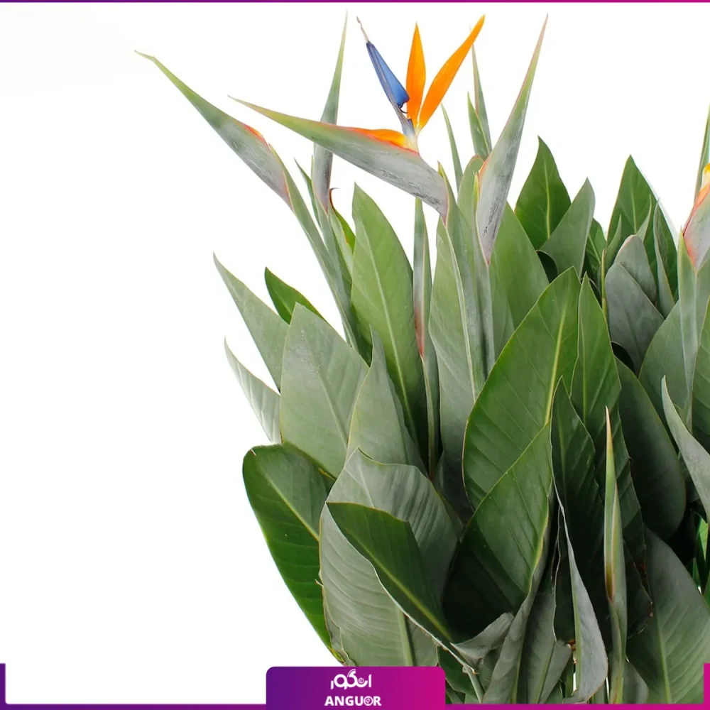 گیاه پرنده بهشتی | گلفروشی آنلاین انگور | خرید اینترنتی گل آپارتمانی