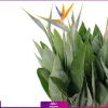 گیاه پرنده بهشتی | گلفروشی آنلاین انگور | خرید اینترنتی گل آپارتمانی