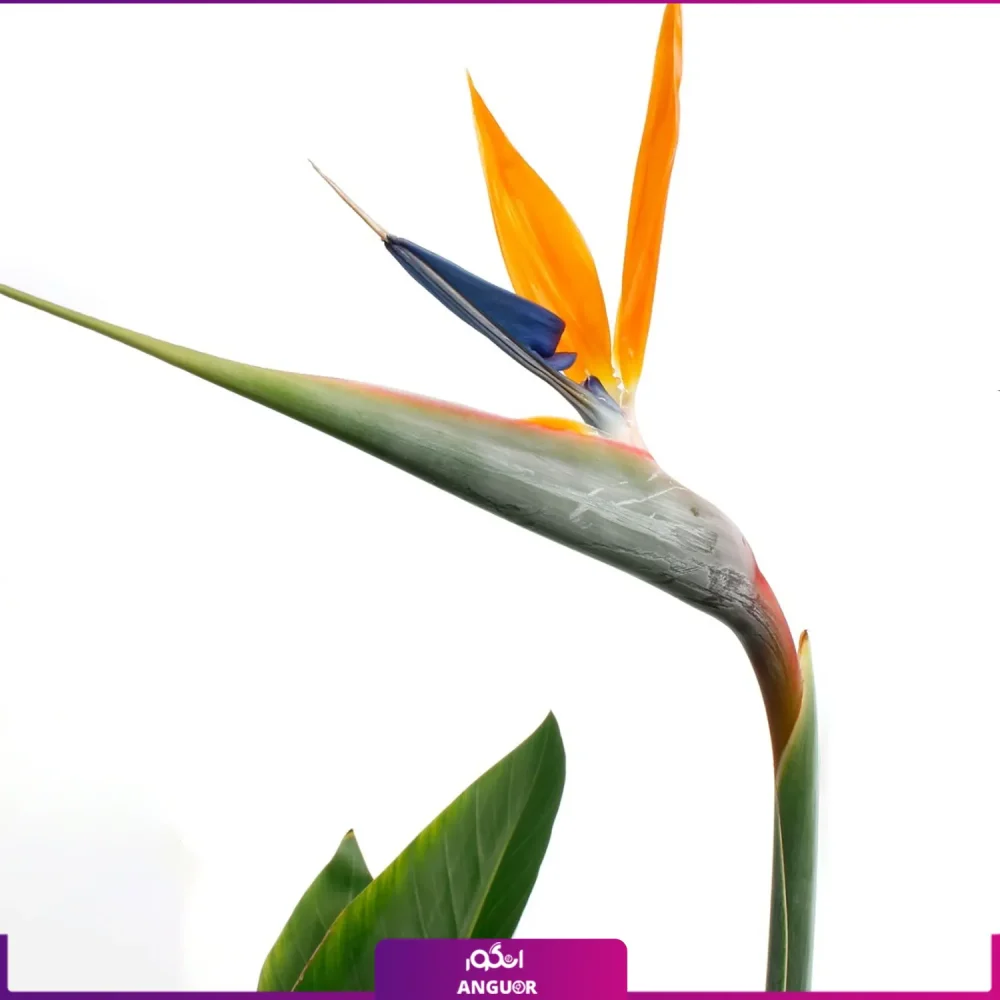 گل پرنده بهشتی | سفارش گل آپارتمانی | انگور