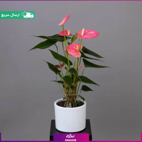 گل فروشی آنلاین اصفهان Isfahan - انگور