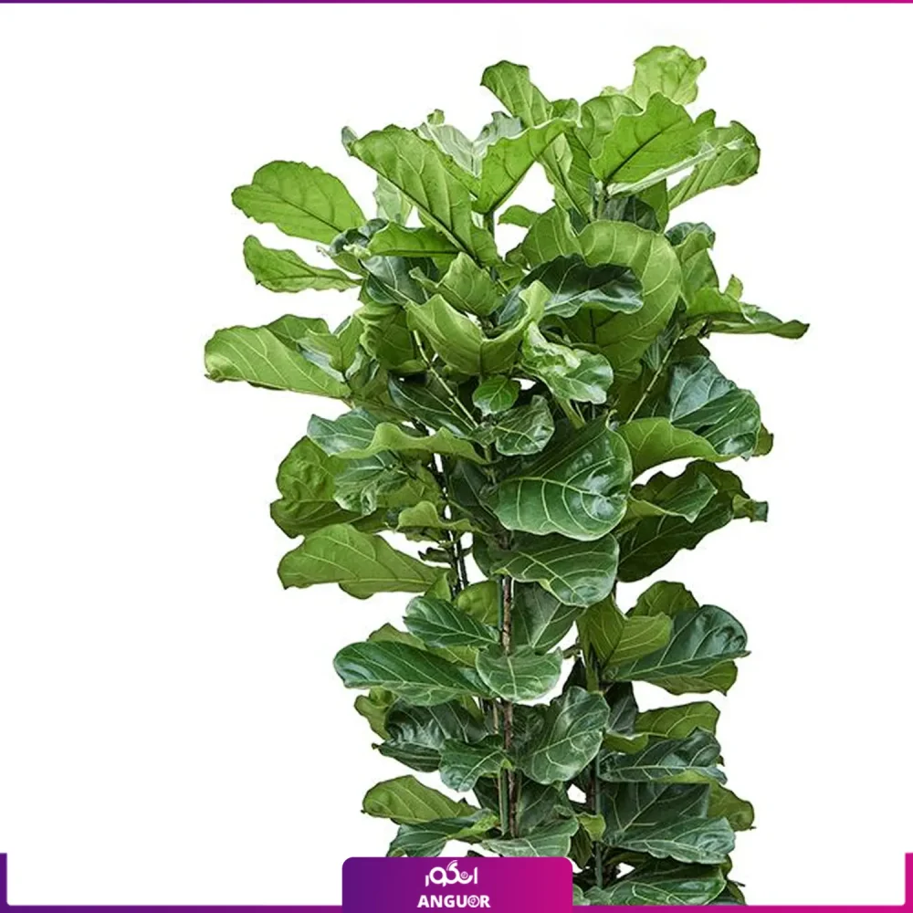 خرید فیکوس لیراتا - سفارش آنلاین گل-خرید فیکوس لیراتا به همراه گلدان پلاستیکی -