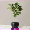 خرید و سفارش لیراتا - خرید لیراتا به همراه گلدان - سفارش آنلاین گل