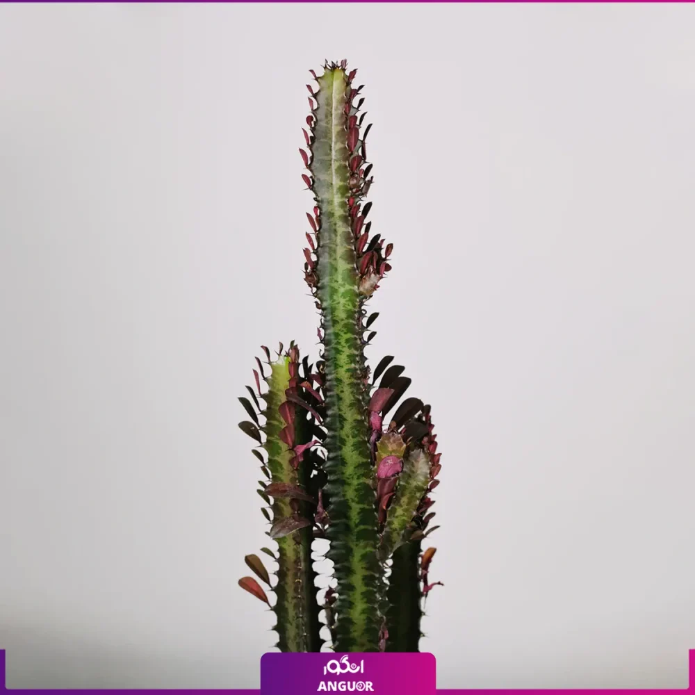 گل افوربیا تریگونا - Image 2