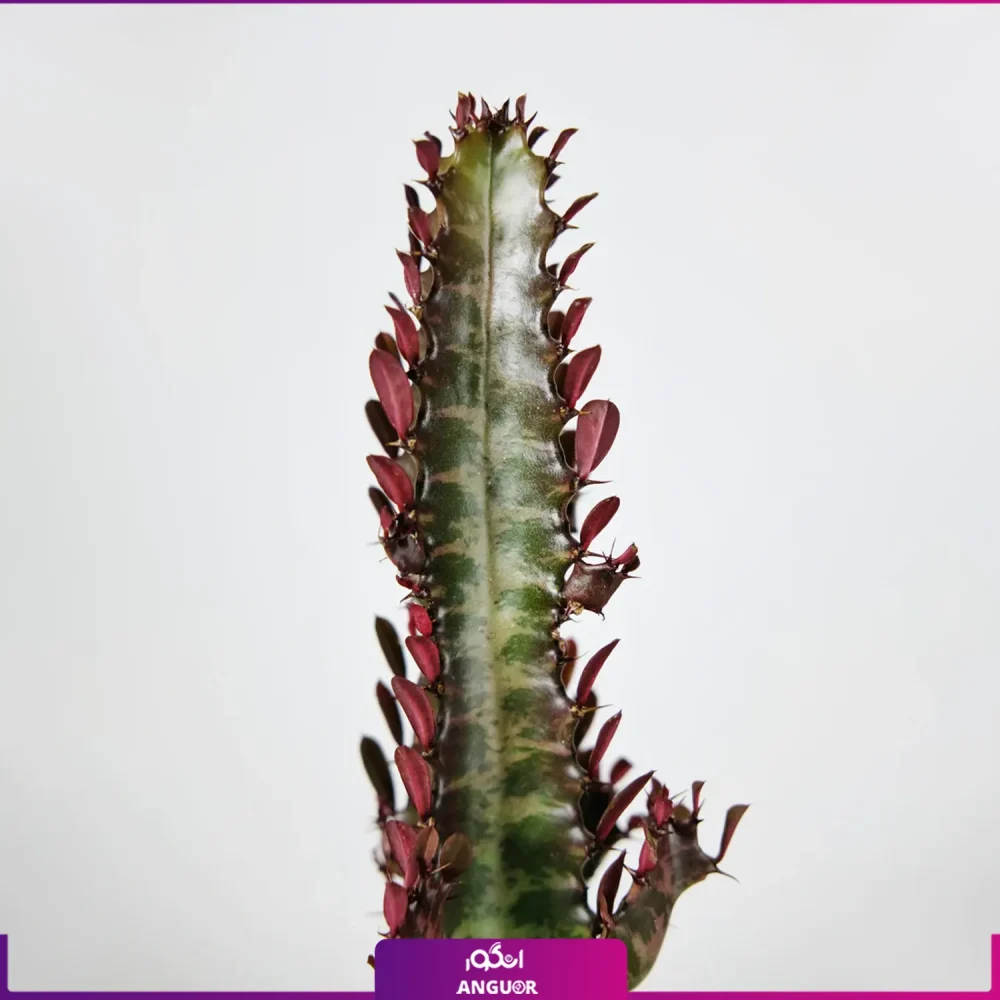 گل افوربیا تریگونا - Image 3