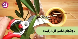 روش‌های تکثیر گل ارکیده