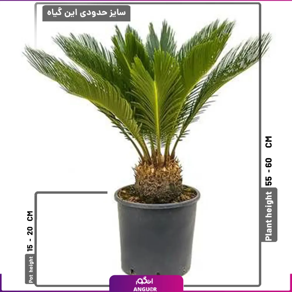 نخل آپارتمانی سیکاس - Image 2