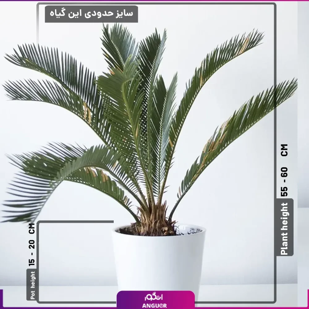 نخل آپارتمانی سیکاس با گلدان - Image 2