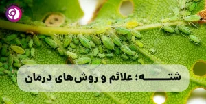 شته و روشهای درمان آن