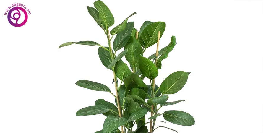 فیکوس آدری Ficus benghalensis