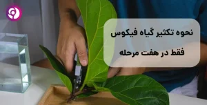 نحوه تکثیر گیاه فیکوس در هفت مرحله
