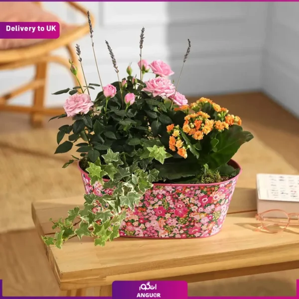 باکس گل آپارتمانی ( گل رز و کالانکوئه و گیاه پیچک) و ارسال به انگلستان