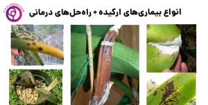 بیماریهای ارکیده و روش های درمانی