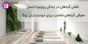 معرفی گیاهان مناسب برای طرفداران یوگا