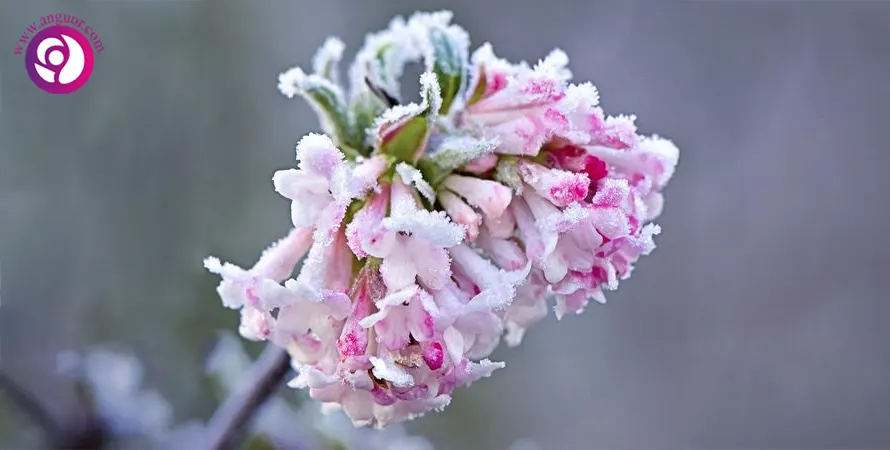 درختچه دافنه از گیاهان گلدار زمستانی