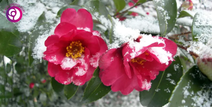 کاملیا از گیاهان گلدار زمستانی