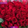 Red Roses Beauty (Delivery in Bahrain) - Image 2