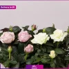 Pastel Rose (Delivery to UK) - Image 2