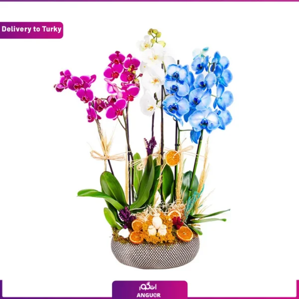 گل ارکیده آبی و سفید و صورتی و ارسال به ترکیه