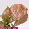 خرید سینگونیوم صورتی - سفارش آنلاین گل آپارتمانی - قیمت سینگونیوم صورتی