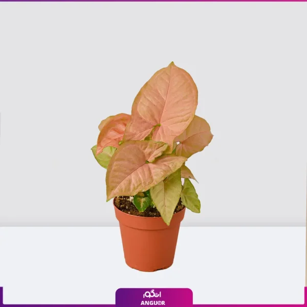 خرید سینگونیوم صورتی - سفارش آنلاین گل آپارتمانی - قیمت سینگونیوم صورتی