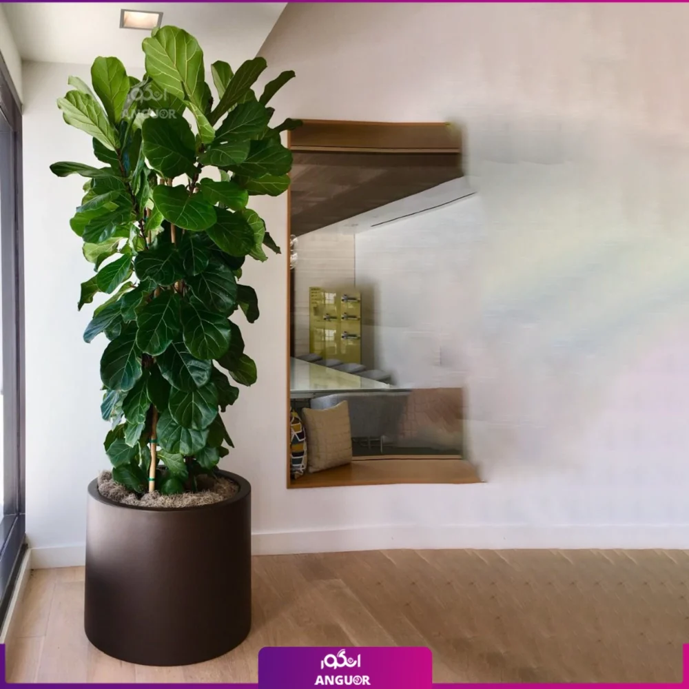 فیکوس لیراتا بزرگ با گلدان فایبرگلاس - Image 2