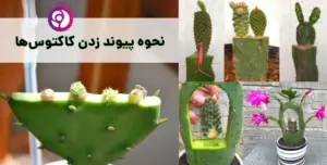 نحوه پیوند زدن کاکتوس