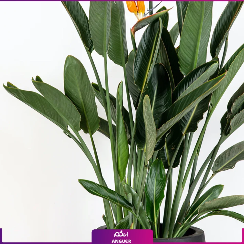 گلدان لوکس مشکی | گل پرنده بهشتی | خرید آنلاین گل آپارتمانی