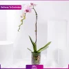 گلدان تک شاخه ارکیده (تحویل دبی)