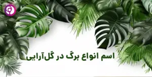 اسم انواع برگ
