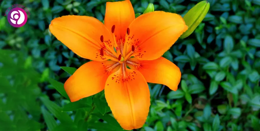 هیبریدهای میان دسته‌ای - Orange LA Hybrid Lily