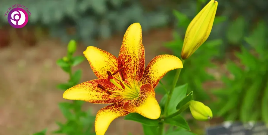 گونه‌های خاص و وحشی Wild Yellow and Red Lily