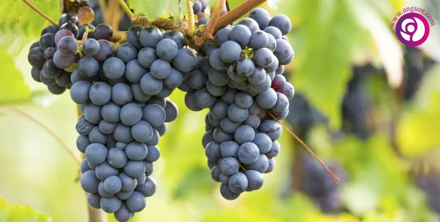 انگور Concord grape
