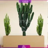 فلاور باکس ترکیبی افوربیا تریگونا و اینگنس - Image 5
