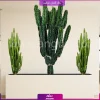 فلاور باکس ترکیبی افوربیا تریگونا و اینگنس - Image 9