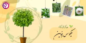 فیکوس بنجامین