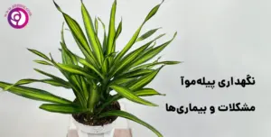 نگهداری پیله‌موآ، مشکلات و بیماری‌ها