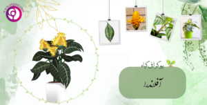 آفلاندرا