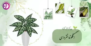 آگلونما نقره‌ای