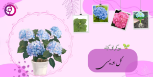 ادریسی