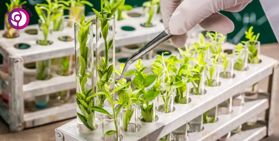 ارتباطات گیاهان