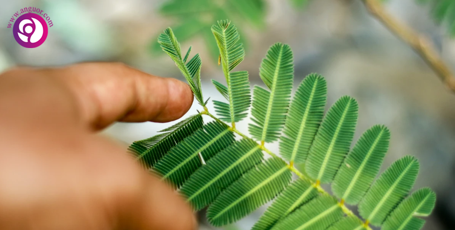 حافظه گیاهان