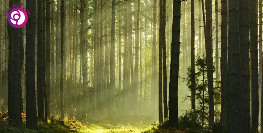 درختان با هم ارتباط دارند!