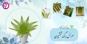 سرخس برگ شمشیری